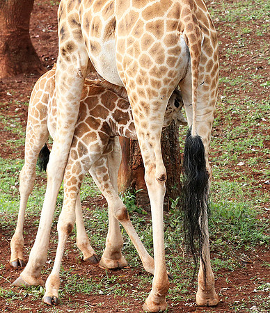 Nairobi NP