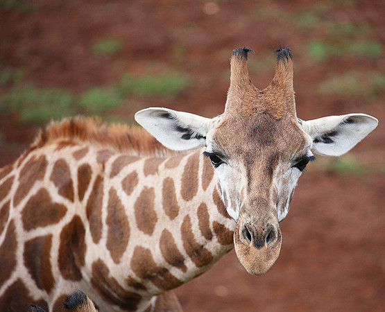 Nairobi NP