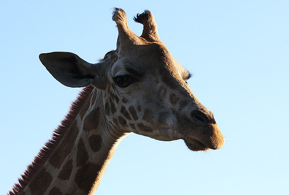 Nairobi NP