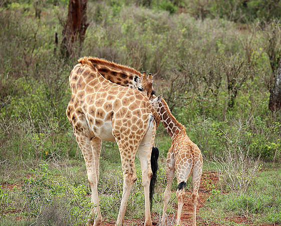 Nairobi NP