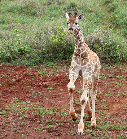 Nairobi NP