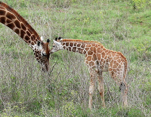 Nairobi NP