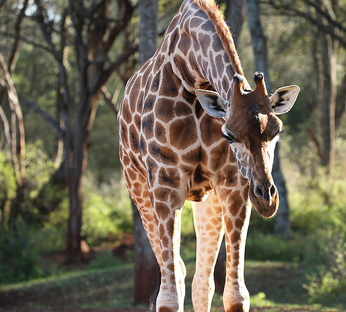 Nairobi NP