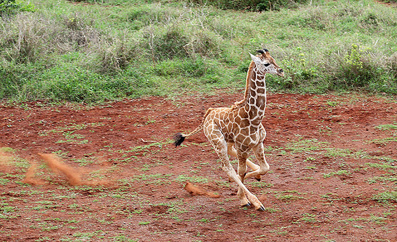 Nairobi NP