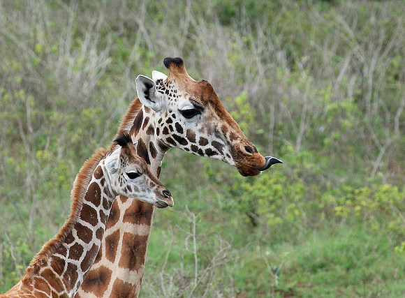 Nairobi NP