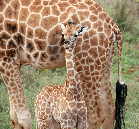 Nairobi NP