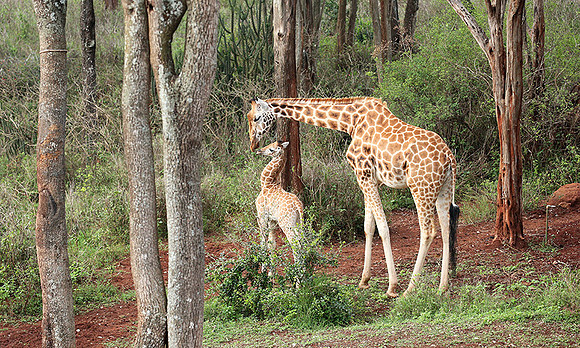 Nairobi NP