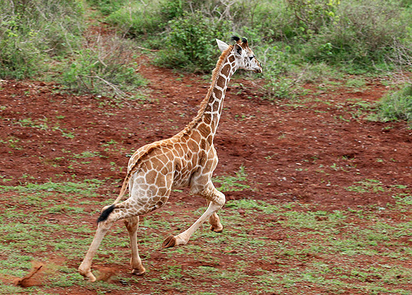Nairobi NP