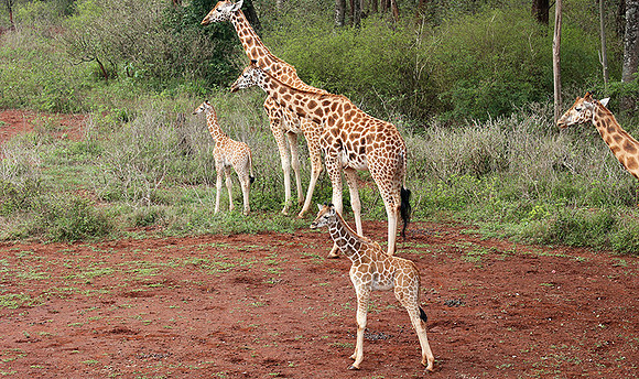 Nairobi NP