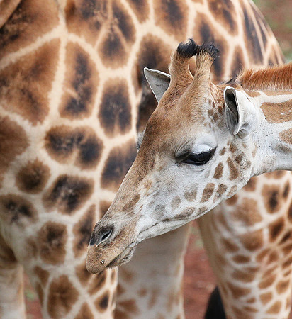 Nairobi NP