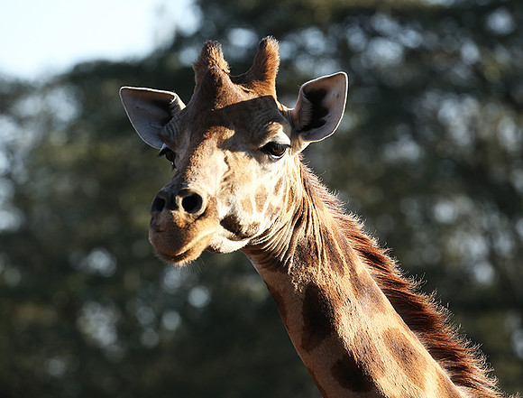 Nairobi NP