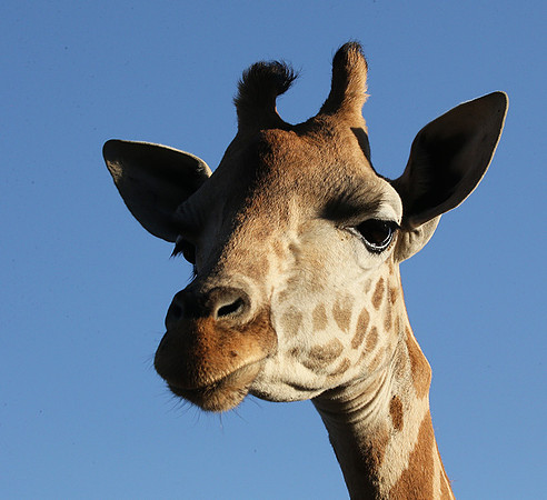 Nairobi NP
