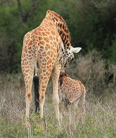 Nairobi NP