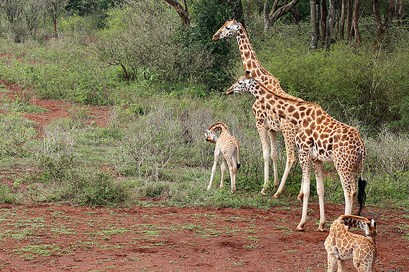 Nairobi NP