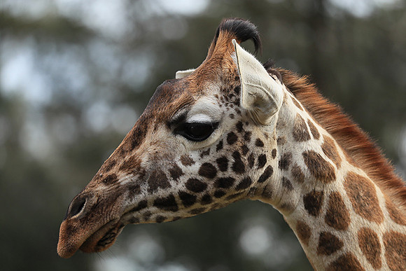 Nairobi NP