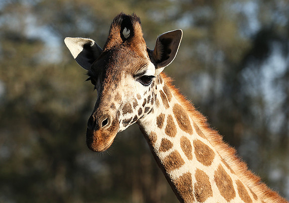 Nairobi NP