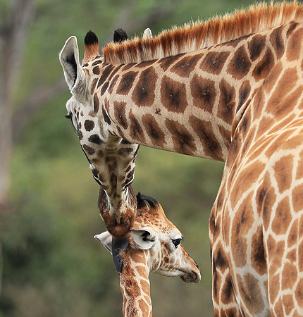 Nairobi NP
