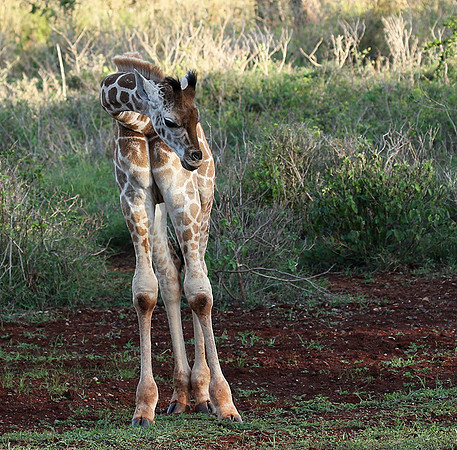 Nairobi NP