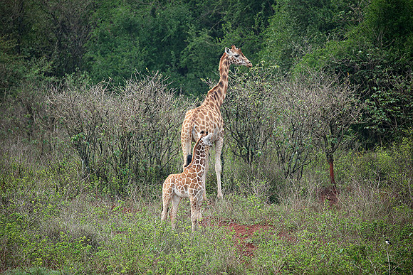 Nairobi NP