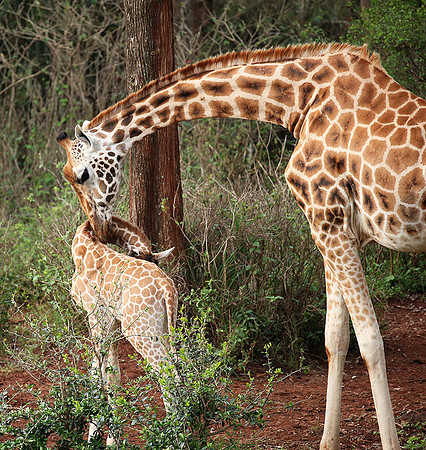 Nairobi NP