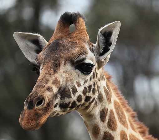 Nairobi NP