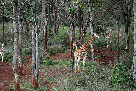 Nairobi NP