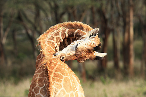 Nairobi NP