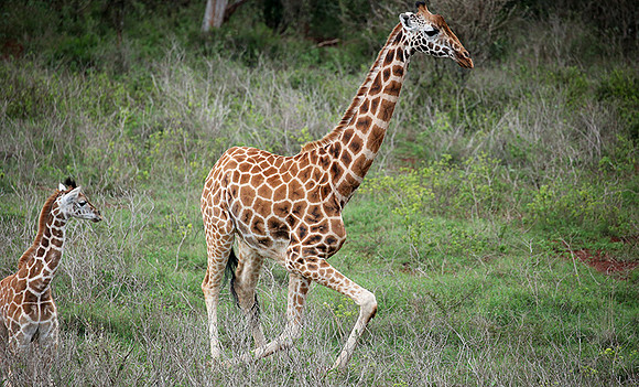 Nairobi NP