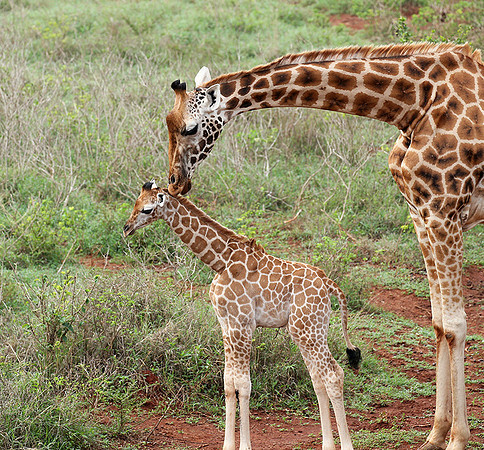 Nairobi NP