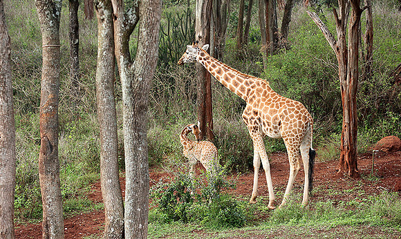 Nairobi NP