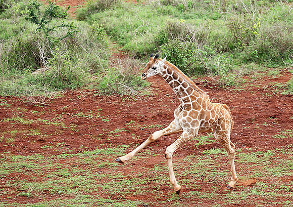 Nairobi NP