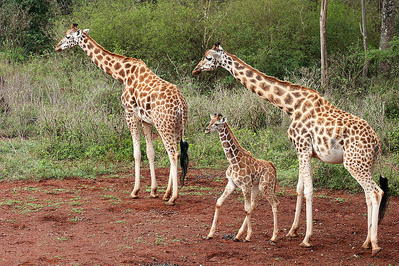 Nairobi NP