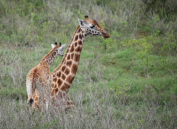 Nairobi NP