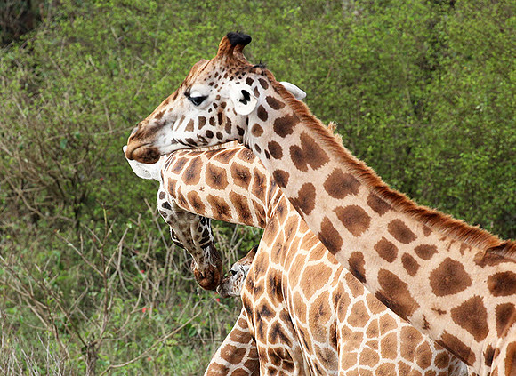 Nairobi NP