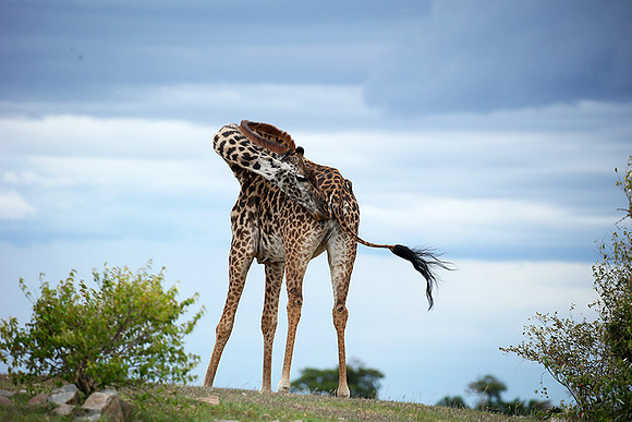 Masaï Mara NP
