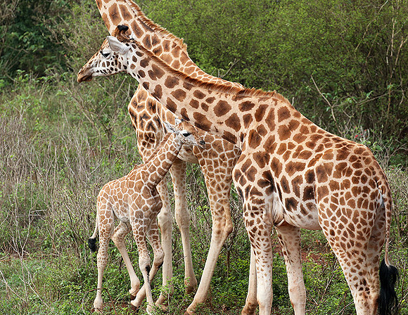 Nairobi NP