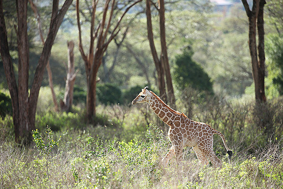 Nairobi NP