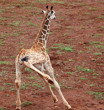 Nairobi NP
