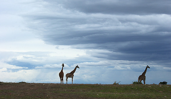 Masaï Mara NP