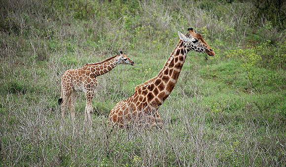 Nairobi NP