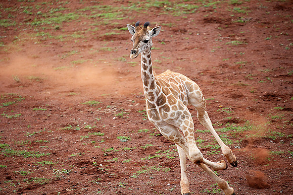 Nairobi NP
