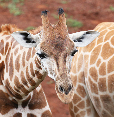 Nairobi NP