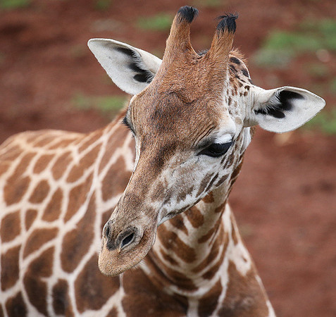 Nairobi NP