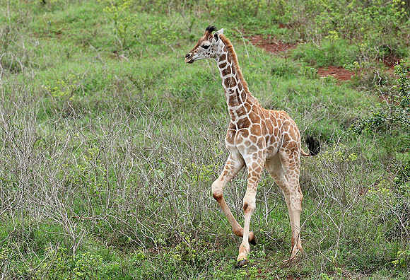 Nairobi NP
