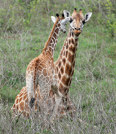Nairobi NP