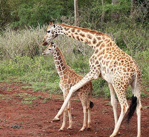 Nairobi NP