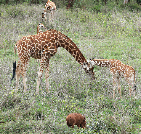 Nairobi NP