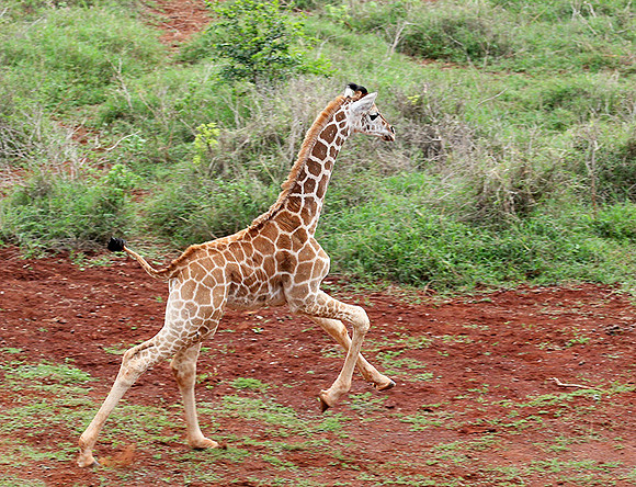 Nairobi NP