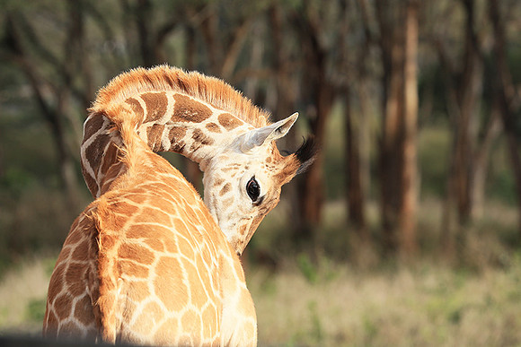 Nairobi NP