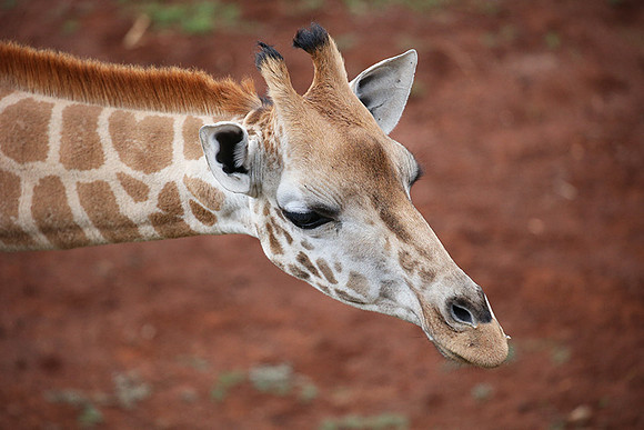 Nairobi NP